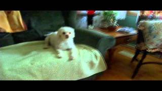 Dogs Go Crazy After Bath