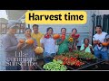 Final limbu family harvest 2022