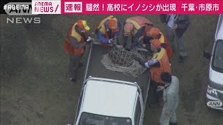 千葉・市原市の高校にイノシシ　猟友会などが捕獲(2020年12月9日)