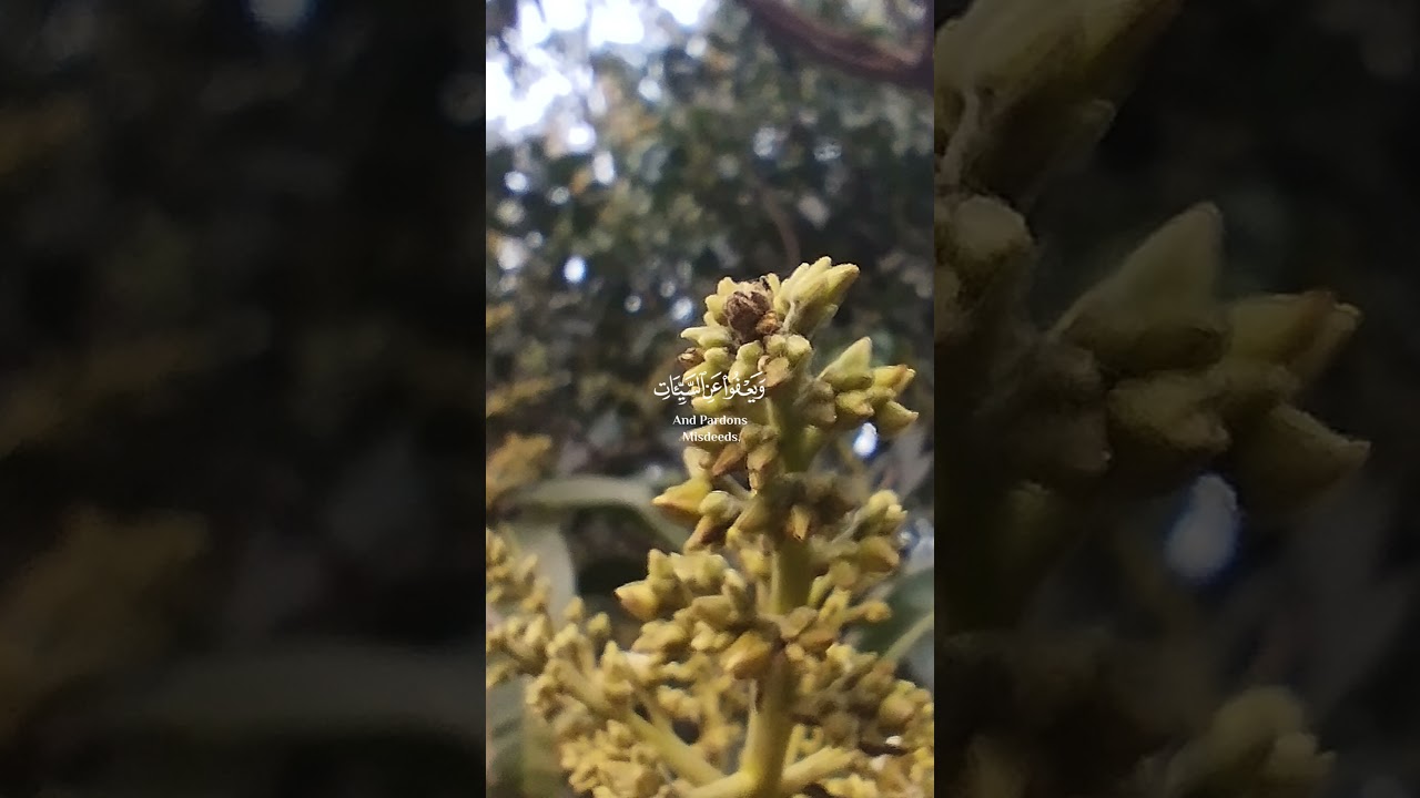 Allah accepts repentance from HIS servants 💞🌻🥀 