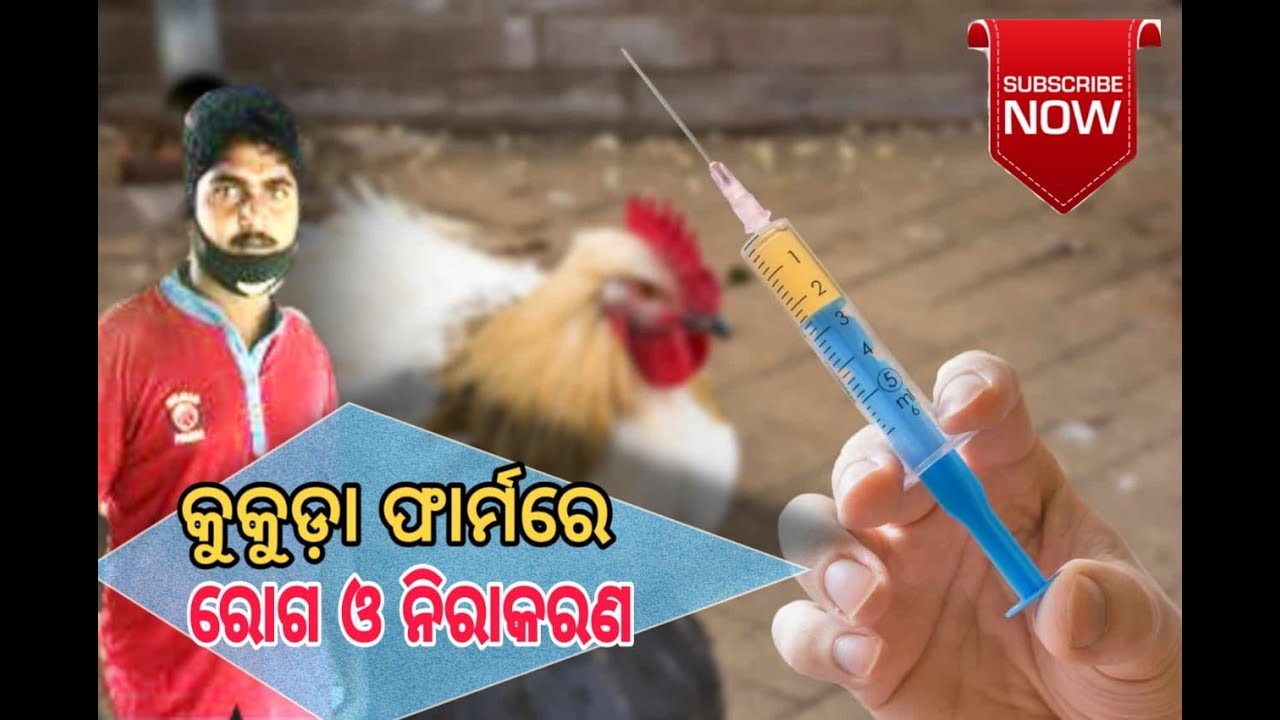 Poultry Diseases Symptoms And Treatments krushiunnati YouTube poultry-diseases-symptoms-and-treatments-krushiunnati-youtube