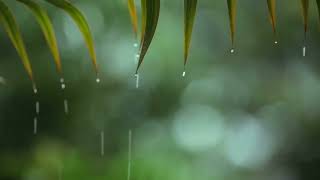 1小時最佳聽雨睡眠最適合睡覺的雨聲助眠雨聲純大自然下雨聲音