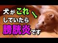 膀胱炎と尿石症の犬だけが見せるサイン7選を獣医師が解説します