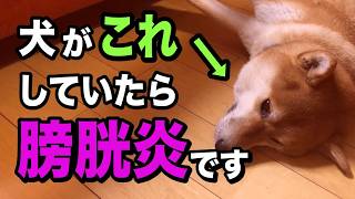 膀胱炎と尿石症の犬だけが見せるサイン7選を獣医師が解説します