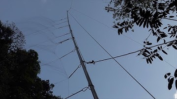 The Triple High Mist Net and the High Flying Southern Yellow Bat