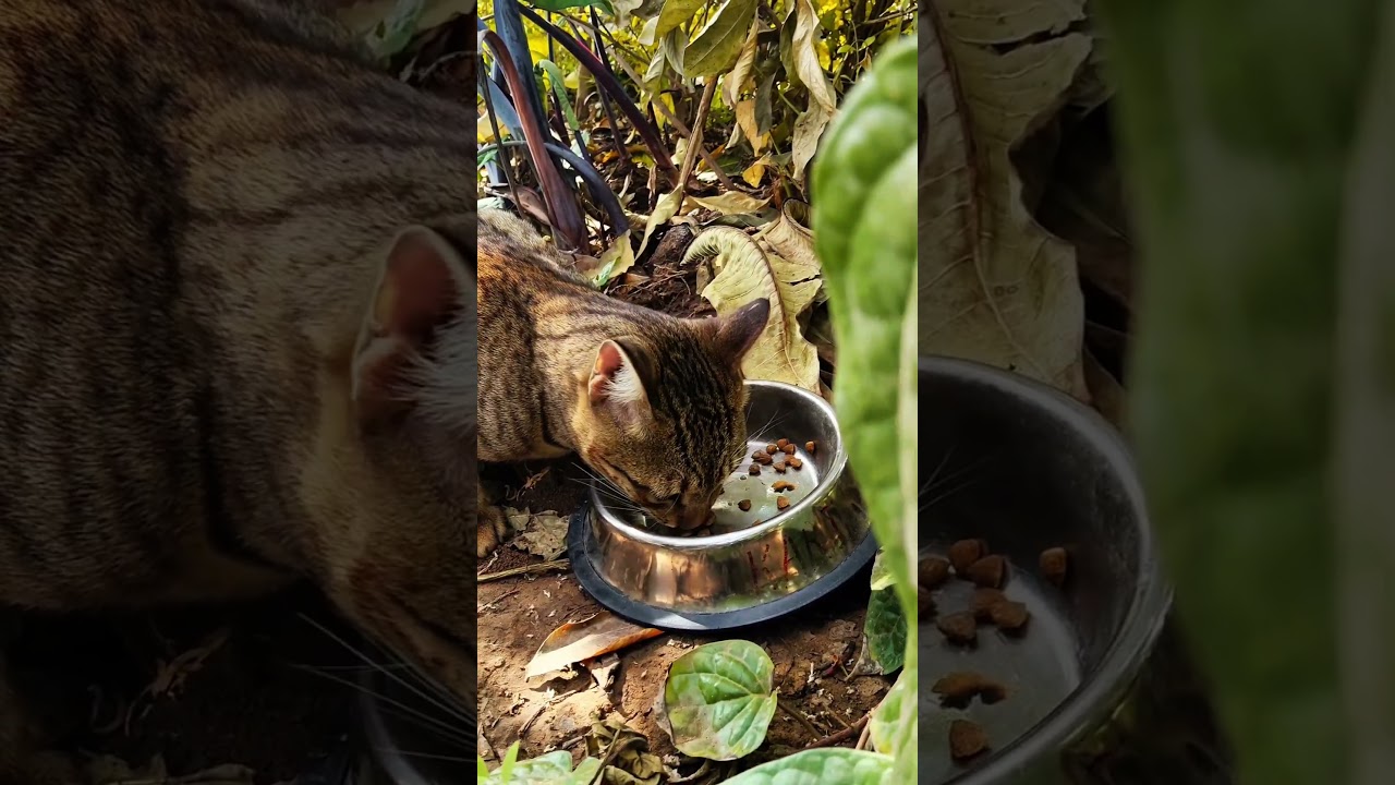 4k🔸𝐒𝐮𝐬𝐜𝐫𝐢𝐛𝐞 𝐟𝐨𝐫 𝐈𝐧𝐝𝐢𝐚𝐧 𝐂𝐚𝐭 𝐕𝐢𝐛𝐞𝐬 🇮🇳✨🔸𝐃𝐚𝐢𝐥𝐲 𝐂𝐮𝐭𝐞𝐬𝐭 𝐌𝐞𝐨𝐰 𝐌𝐨𝐦𝐞𝐧𝐭𝐬 😺😻 