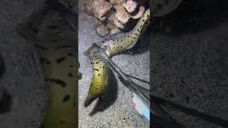 Rare Big Catch - Worth It!PX0691 #diving #fishing #lobster