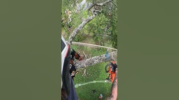 Between some wires… Couldn’t swing it so I did a little redirect.. #shortvideo #treework #usatoday