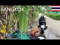 4ka bicycle tour in bang krachao  explore this patch of greenery in the urban center of bangkok