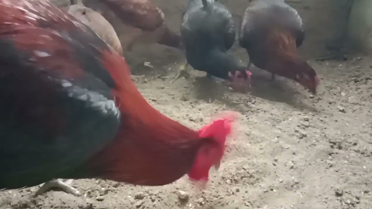 Asil maganda i-cross sa Texas 