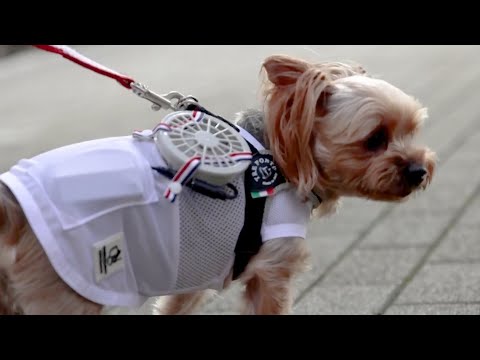 Video: Retsmidler til gigt hos hunde