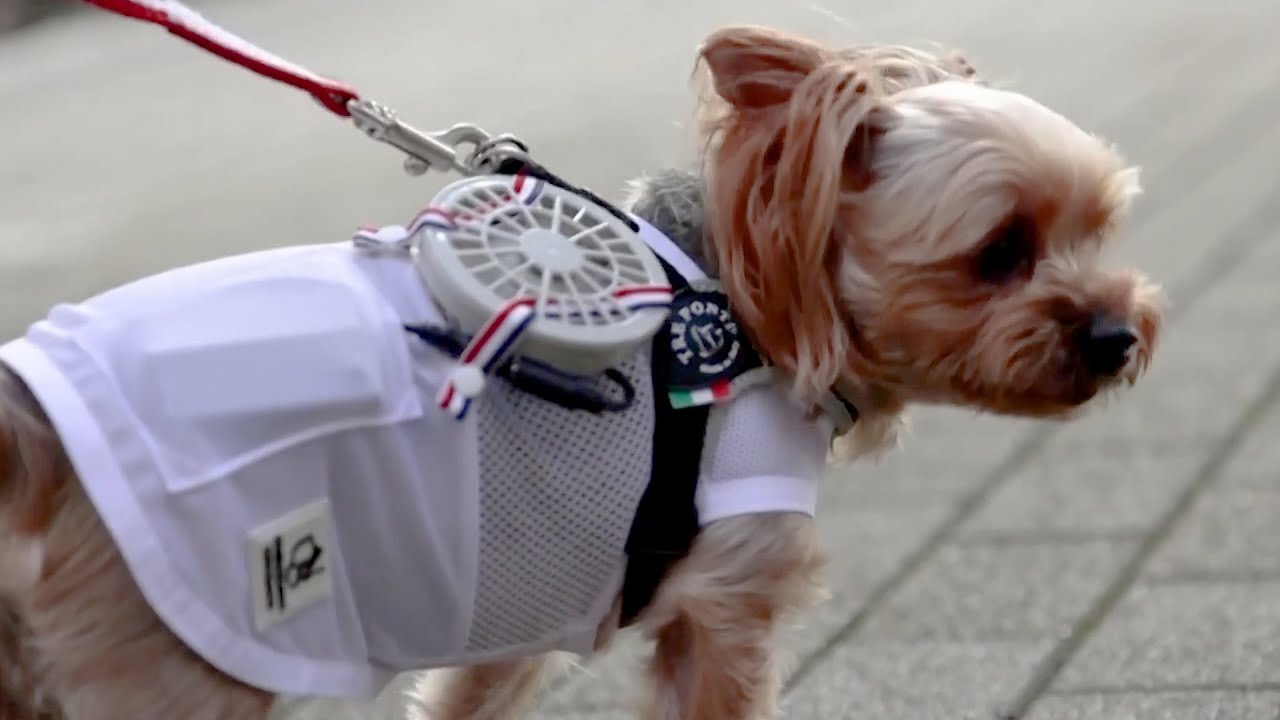 These Dog Clothes Keep Pets Cool in the Heat YouTube