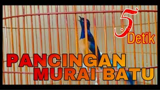 PANCINGAN SUARA MURAI 5 DETIK JAMIN NYAUT