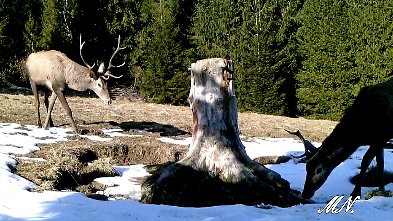 Jelenie przyszły do lizawki, więc już pora sól wyłożyć.
