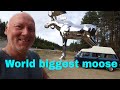 The famous silver moose in norway worlds biggest