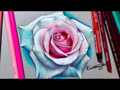 Realistic Rose Drawing Using Prismacolor - Timelapse