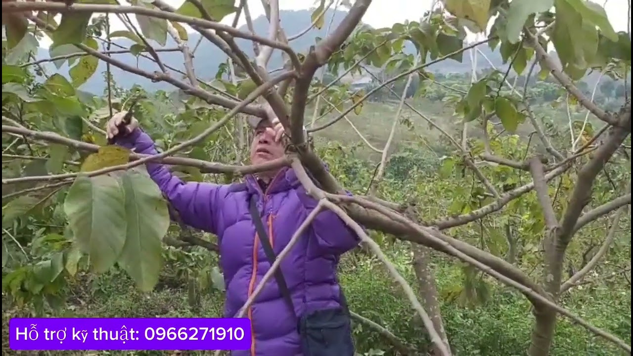 ( Phần 5) Kỹ thuật cắt cành, bắt quả cho cây na thái đạt năng suất cao.Zalo; 0966271910