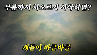 알이꽉찬 꽃게 잡이의 즐거움도 잠시 물리면 손이 아파옵니다. (해루질의 묘미)