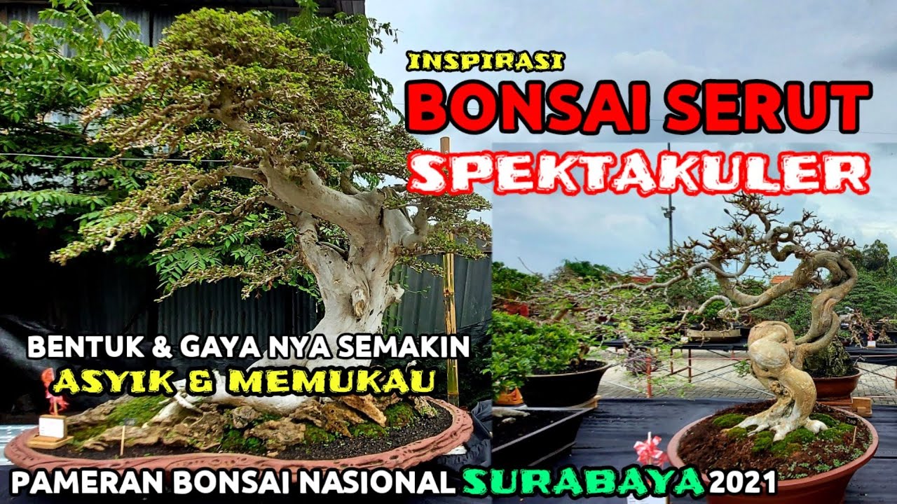 INSPIRASI BONSAI SERUT SPEKTAKULER || GAYANYA SEMAKIN ASYIK DAN MEMUKAU || PAMNAS SURABAYA 2021