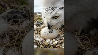 Snowy Owl Egg Hatching Timelapse 32 Days in 33 Sec