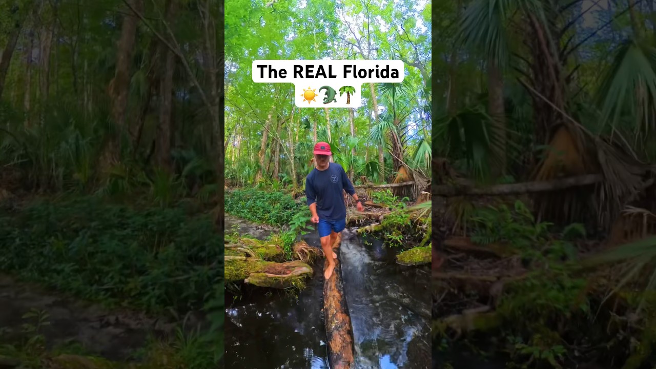 The REAL Florida ☀️🐊🌴 