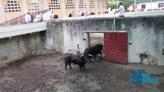 Débarquement toros Juan Pedro Domecq - Madeleine 2017 - Mont de Marsan