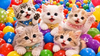 ANAK KUCING MEONG MEONG | Lagu Anak Anak | Lagu Anak Indonesia Populer Si Meong Kucing Lucu