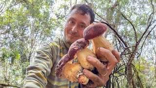 Funghi porcini: come vanno raccolti?