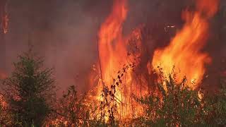 LDAF Wildland Firefighters