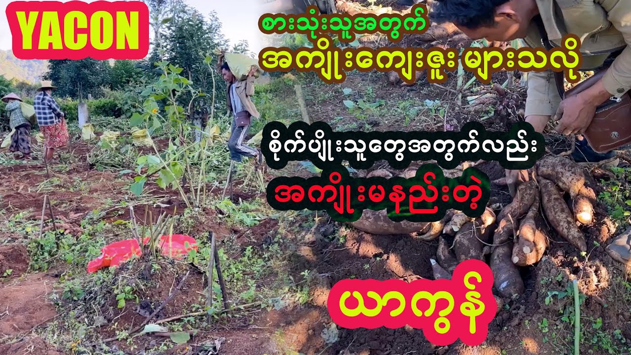 စိုက်ပျိုးသူရော စားသုံးသူကိုပါ အကျိုးများစေတဲ့ ယာကွန် | Yacon Heavesting