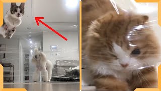 Cat vs. Dog Invisible Wall Challenge! Funniest Cats and Dogs