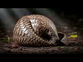 50 fascinating fast facts about pangolins