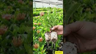 Ixora ke behtareen saplings: Aapke garden ki shaan.#IxoraPlants #NurseryLife