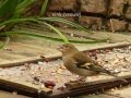 29 soorten vogels in de tuin