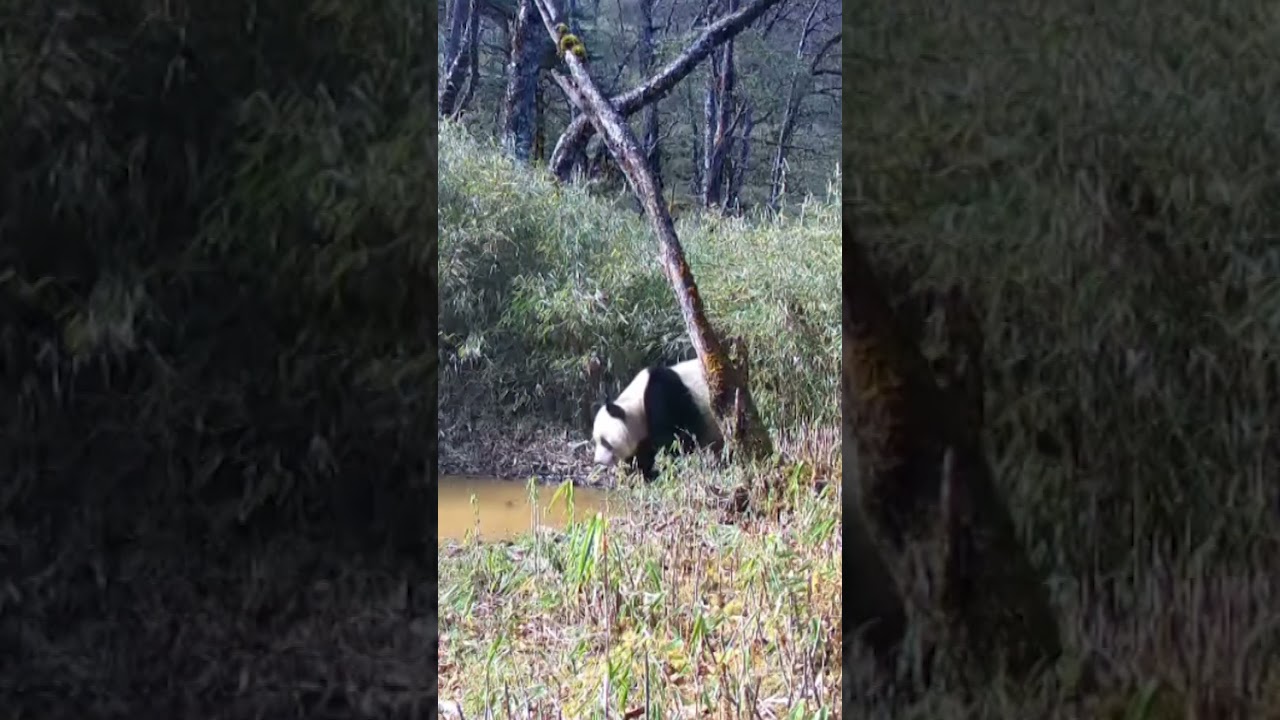 Wild pandas captured living their best life at China’s national panda park #Shorts