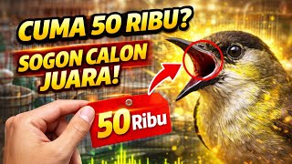 REJEKI ANAK SHOLEH! DAPET SOGON MATERI JUARA CUMA 50 RIBU, YANG JUAL LAGI BUTUH!! 