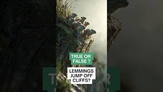 Lemmings Commit Mass Suicide - True or False ? 🐭❌