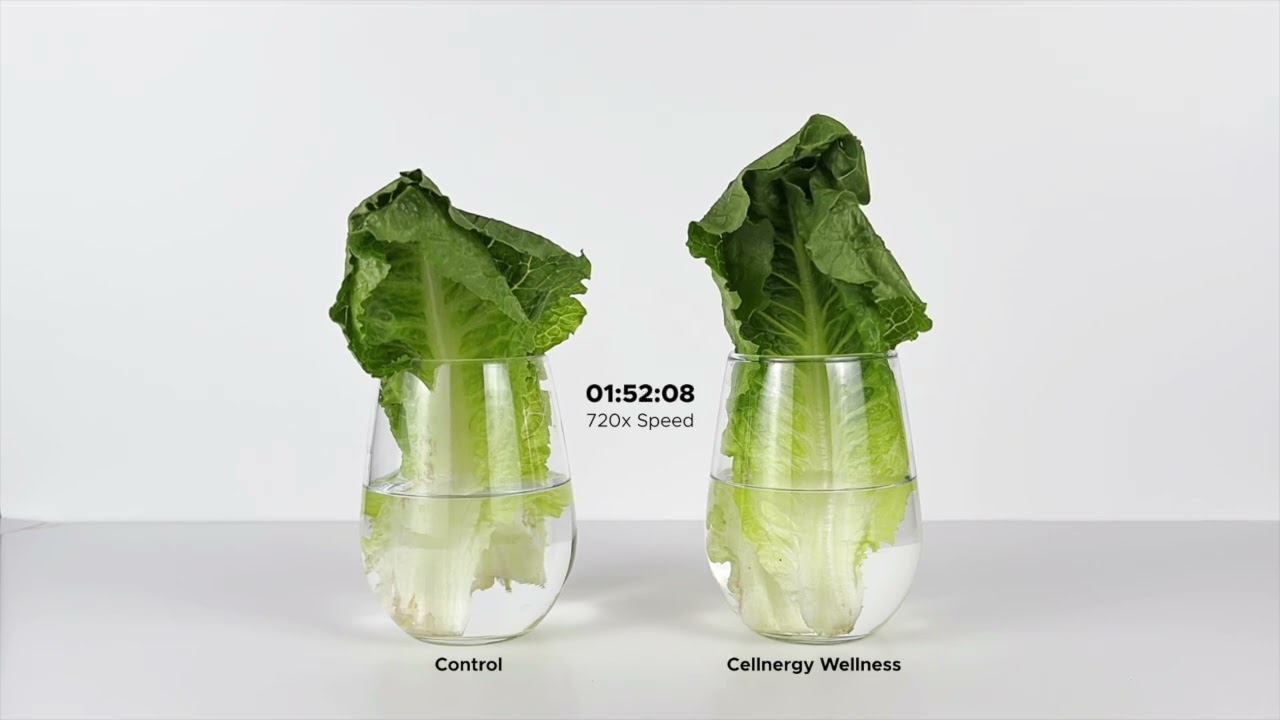 What Happens When Wilted Lettuce Gets Cellnergy Charged Water?