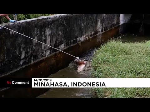 Kadın yiyen 4.5 metrelik katil timsaha 3 saat süren yakalama operasyonu