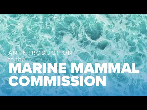 An introduction to the Marine Mammal Commission: Jackie Shaff