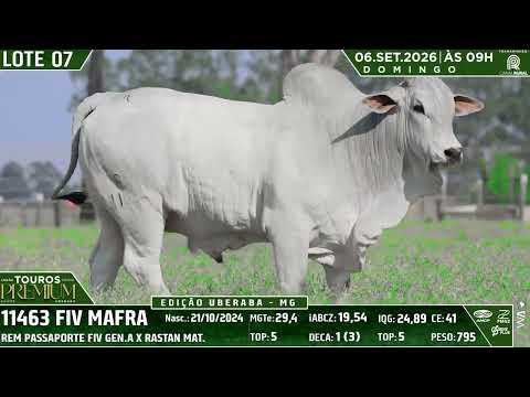 LOTE 07
