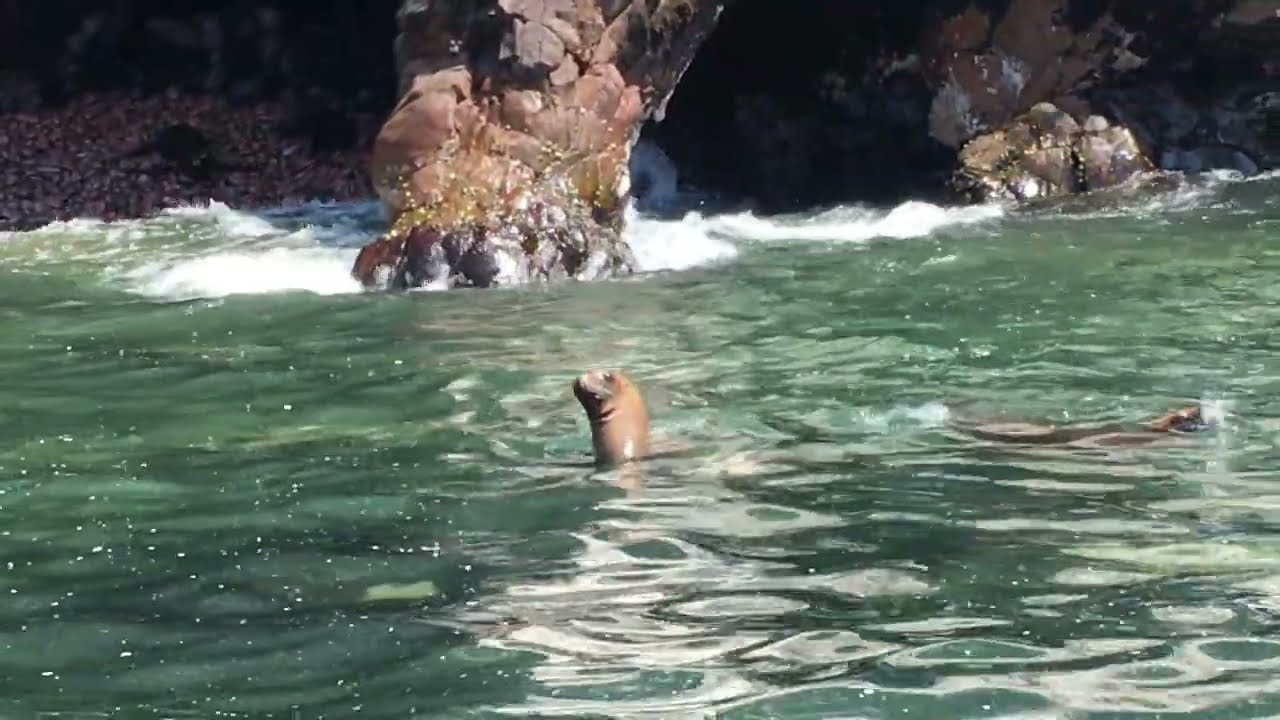 100s of Sealions at this Colony - Cruise Excursion