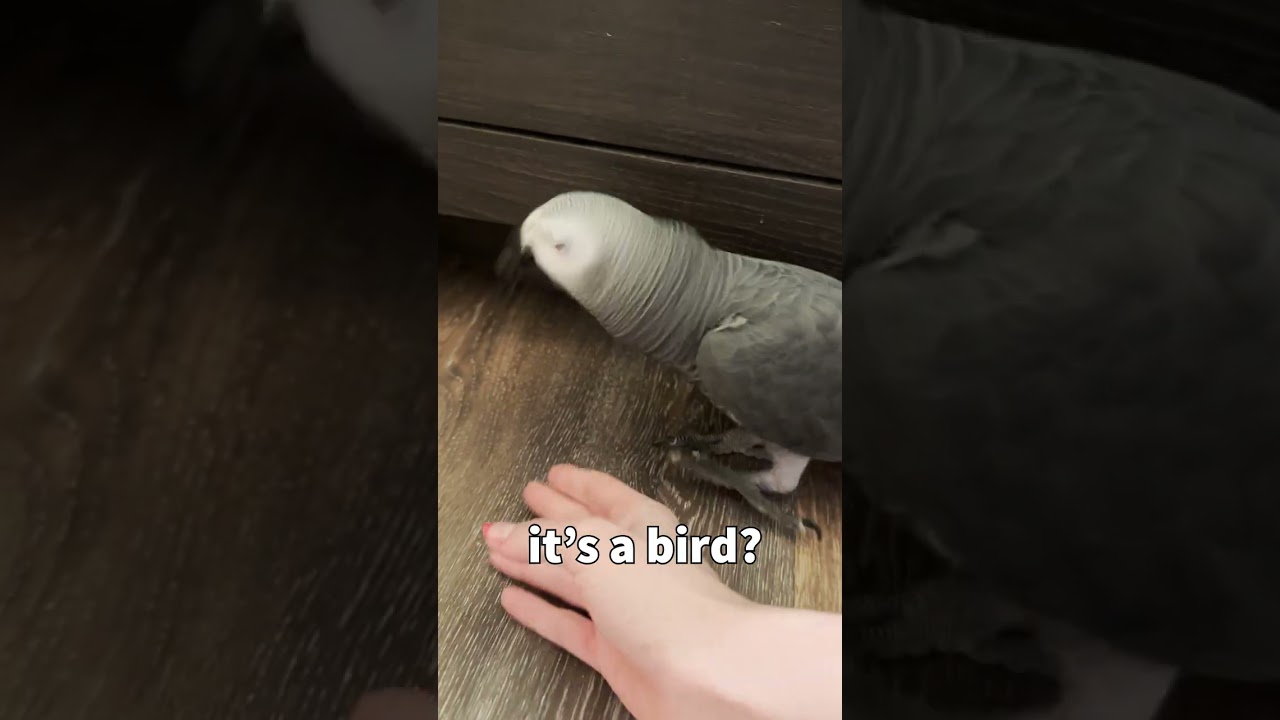 Apollo Bug Hunter 🐜