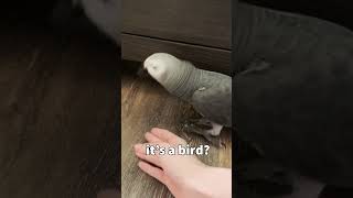 Celebrity Apollo Bug Hunter 🐜 Wealth