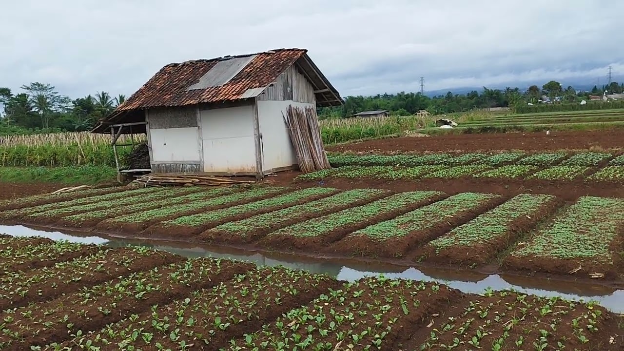 Jangan dikasih kendor
