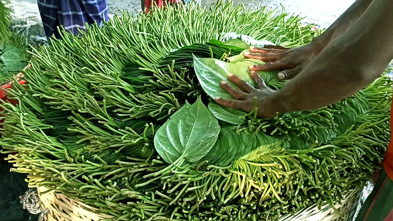 Betel Leaf In Bangladesh | How To Collect & Organize Betel Leaf In A Large Basket For Sell.