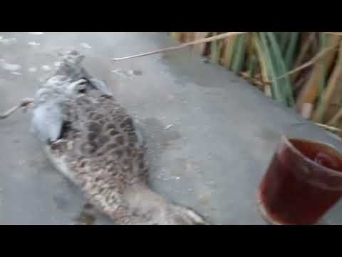 صيد بط الشرشير في الليالي القمريه والاح الغربيه