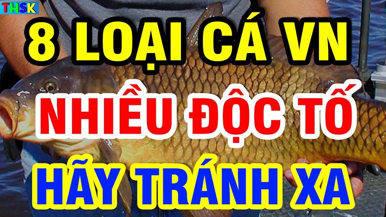 Cảnh Báo 8 Loại CÁ VN Độc Hơn THUỐCC CHUỘT, Nuôi Sống... - youtube
