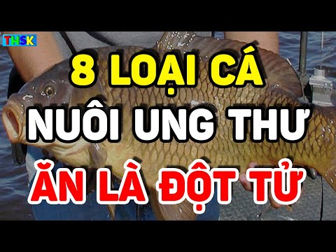Video Cảnh Báo 8 Loại CÁ VN Độc Hơn THUỐCC CHUỘT, Nuôi Sống... - youtube