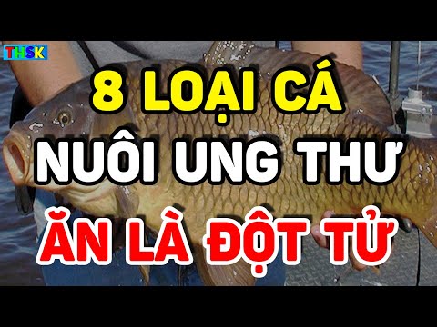 Cảnh Báo 8 Loại CÁ VN Độc Hơn THUỐCC CHUỘT, Nuôi Sống UNG THƯ, Càng Ăn Càng NHANH CHẾTT| THSK